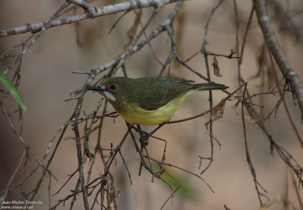 Fairy Gerygone