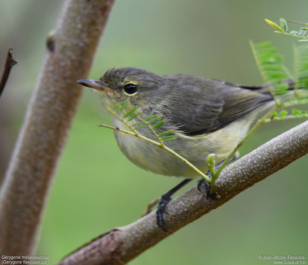 Fan-tailed Gerygone