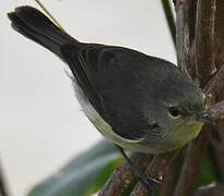 Fan-tailed Gerygone