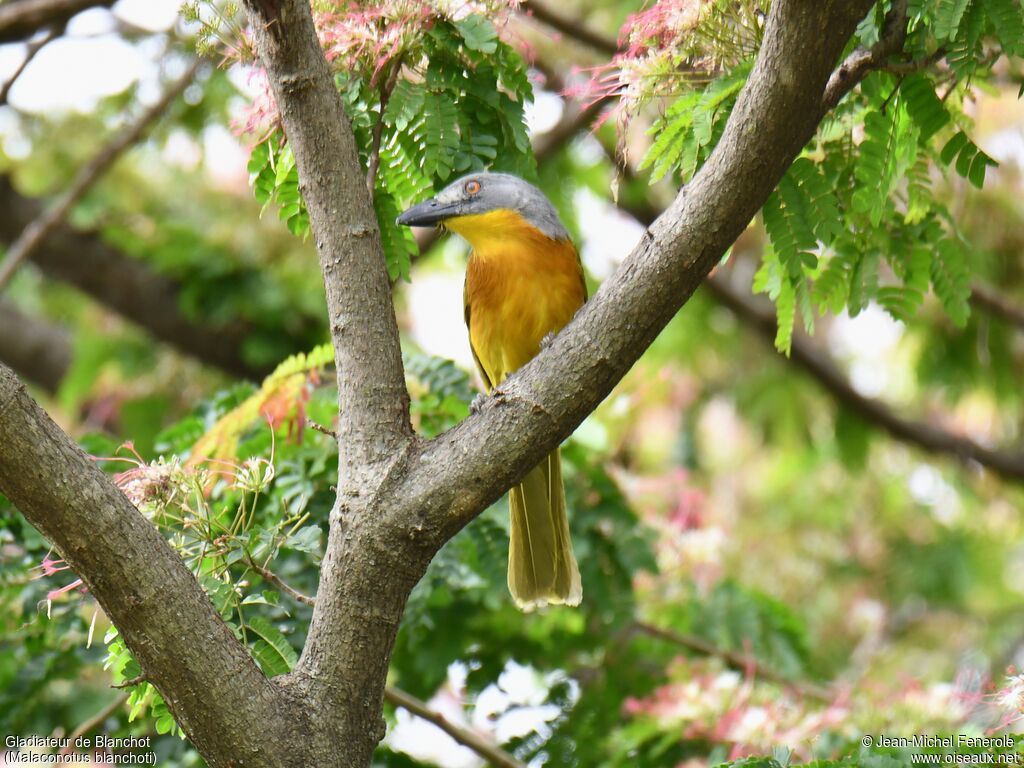 Grey-headed Bushshrike