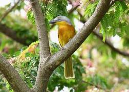 Grey-headed Bushshrike