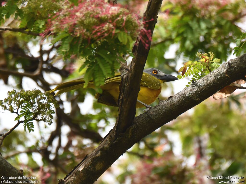 Grey-headed Bushshrike