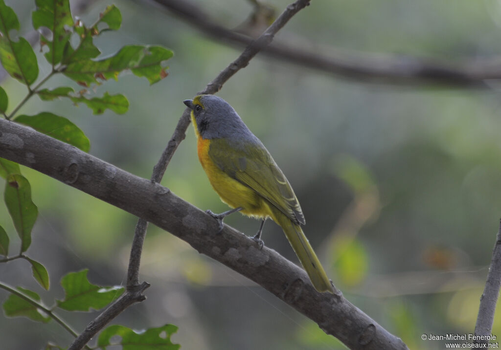 Orange-breasted Bushshrike