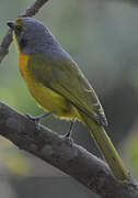 Orange-breasted Bushshrike