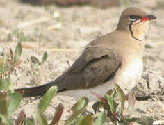 Collared Pratincole