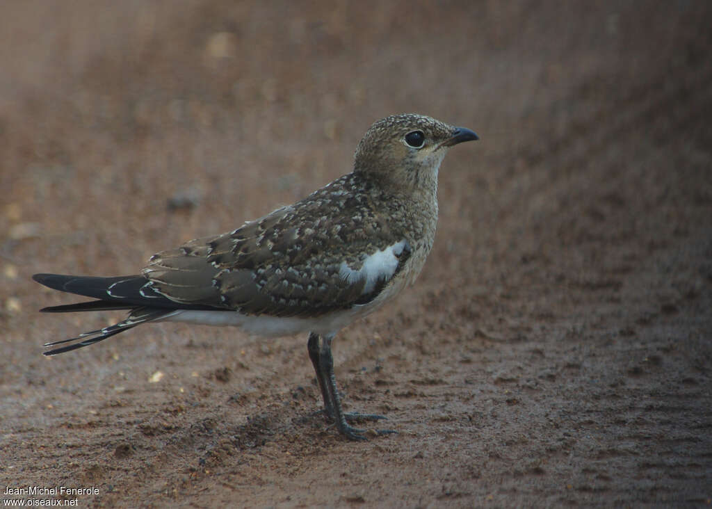 Glaréole à collier1ère année, identification