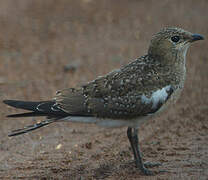 Collared Pratincole