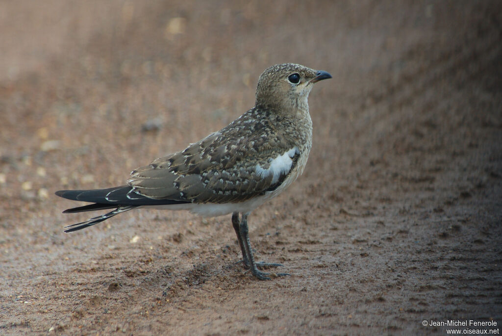 Collared Pratincolejuvenile