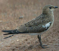 Collared Pratincole