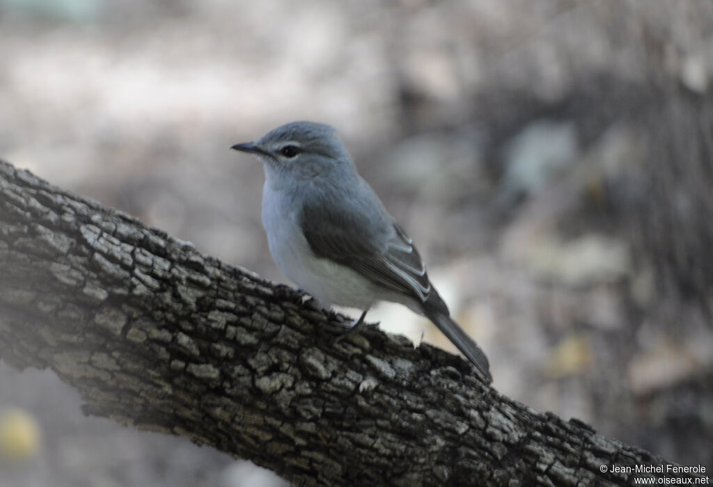 Ashy Flycatcher