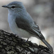 Ashy Flycatcher