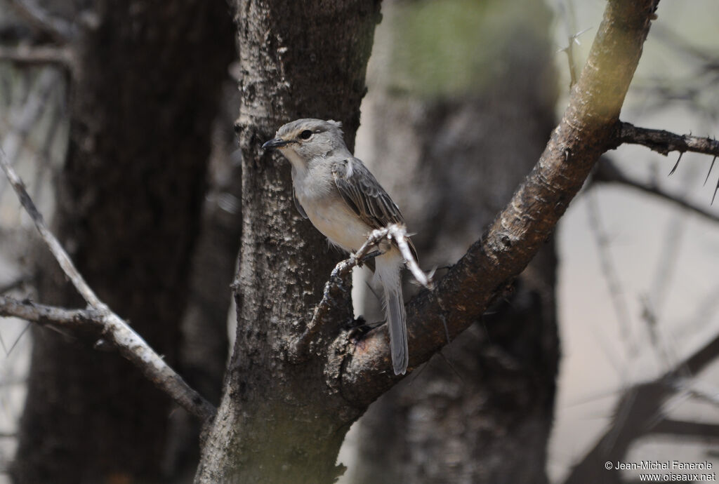 African Grey Flycatcher