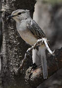 African Grey Flycatcher