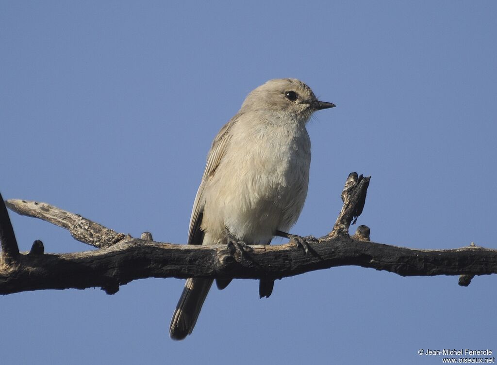 African Grey Flycatcher