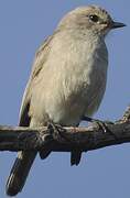 African Grey Flycatcher