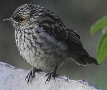 African Grey Flycatcher