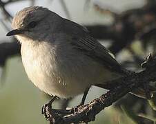 African Grey Flycatcher