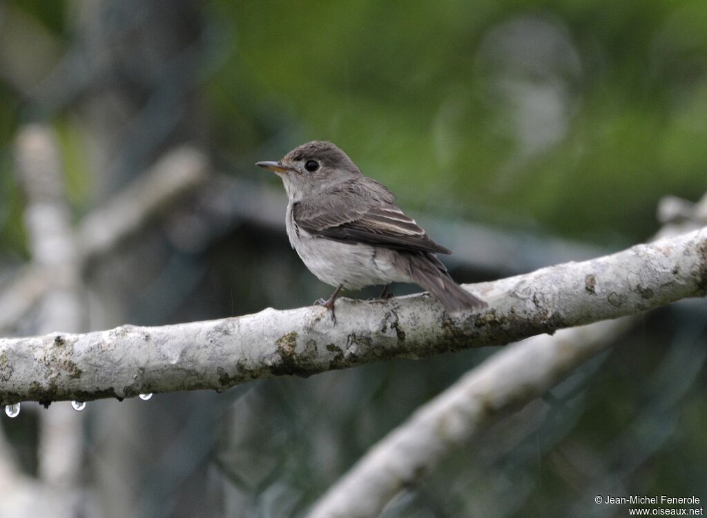 Asian Brown Flycatcher