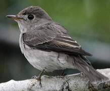 Asian Brown Flycatcher