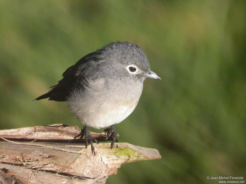 White-eyed Slaty Flycatcher