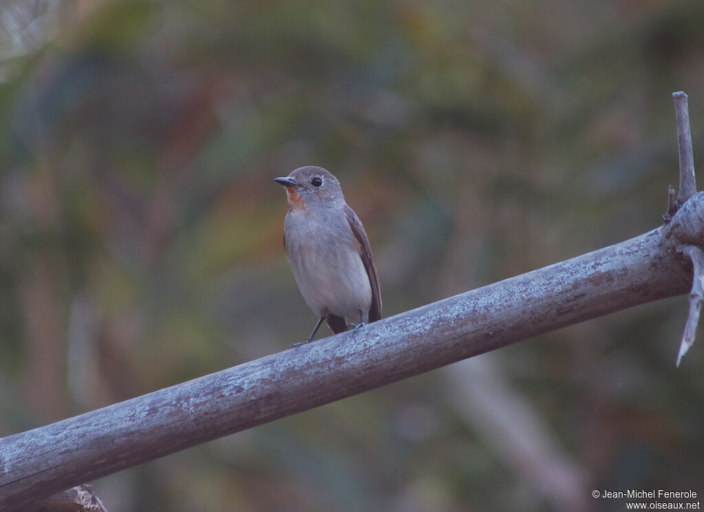 Taiga Flycatcher