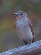 Taiga Flycatcher