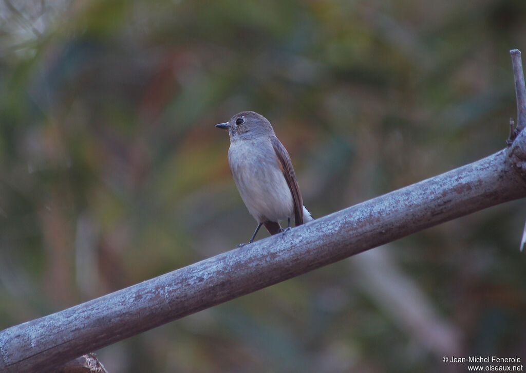 Taiga Flycatcher male adult