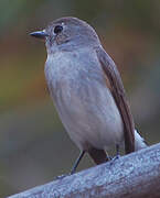 Taiga Flycatcher