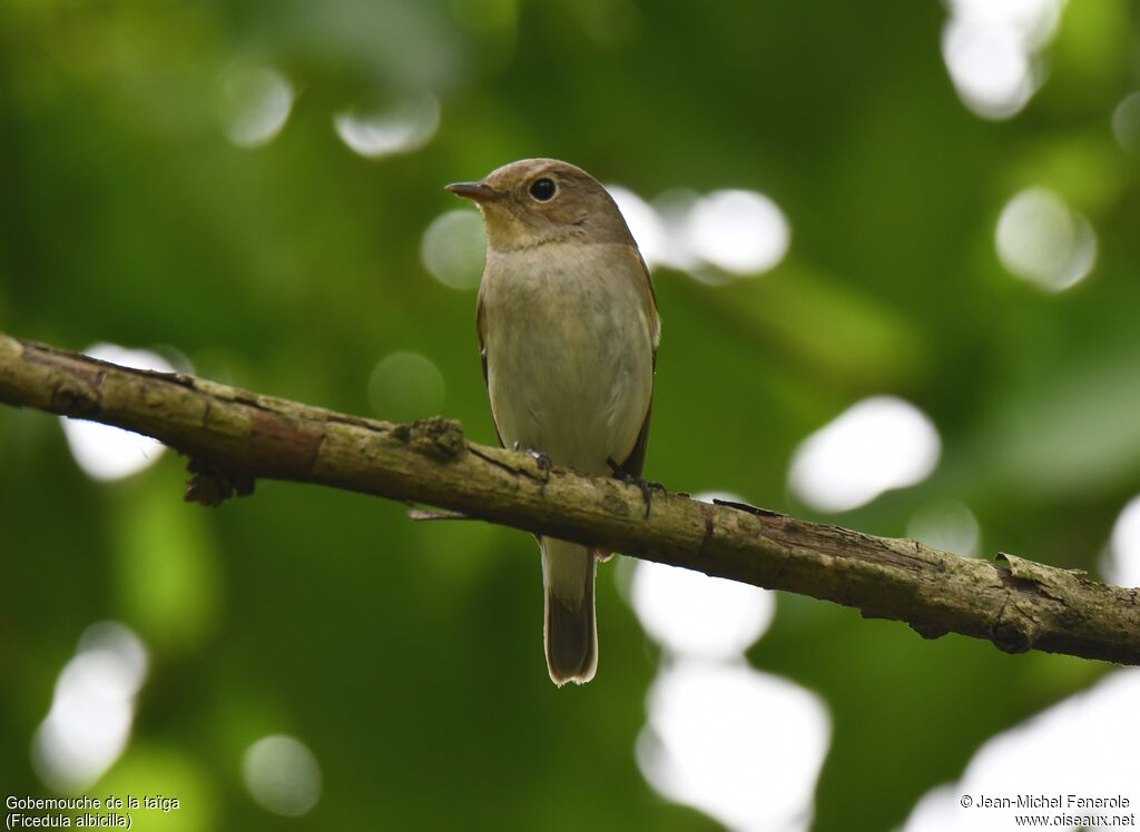 Taiga Flycatcher