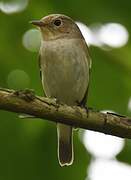 Taiga Flycatcher