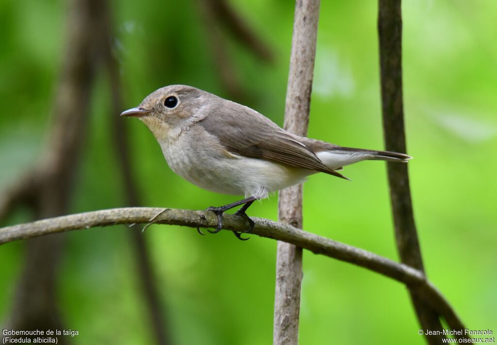 Taiga Flycatcher