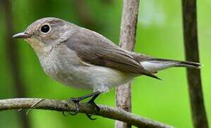 Taiga Flycatcher