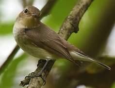 Taiga Flycatcher