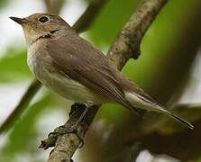 Taiga Flycatcher