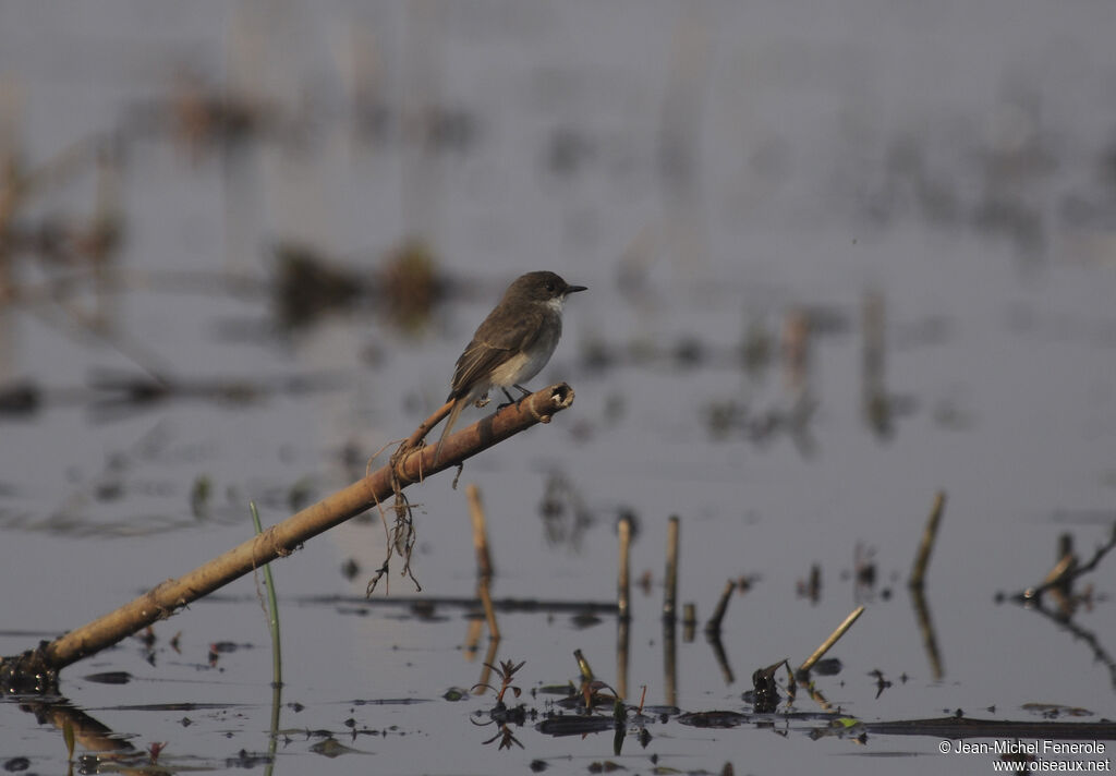 Swamp Flycatcher