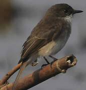 Swamp Flycatcher