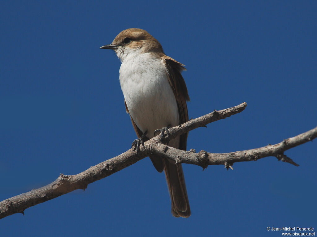 Marico Flycatcher, identification