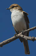 Marico Flycatcher