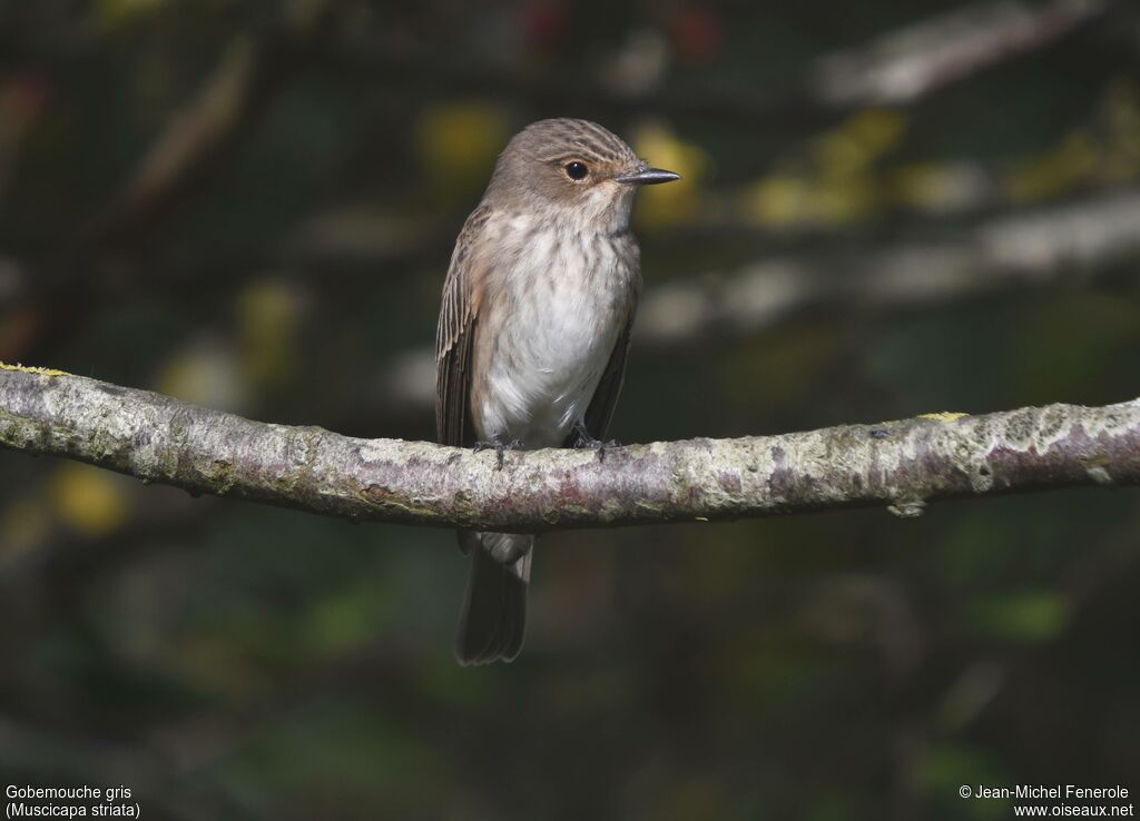 Spotted Flycatcher