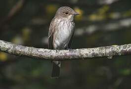 Spotted Flycatcher