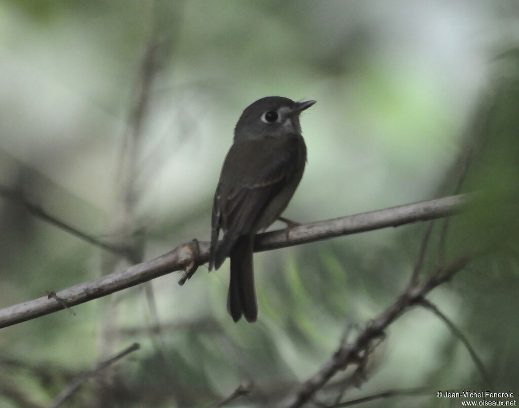 Brown-breasted Flycatcher