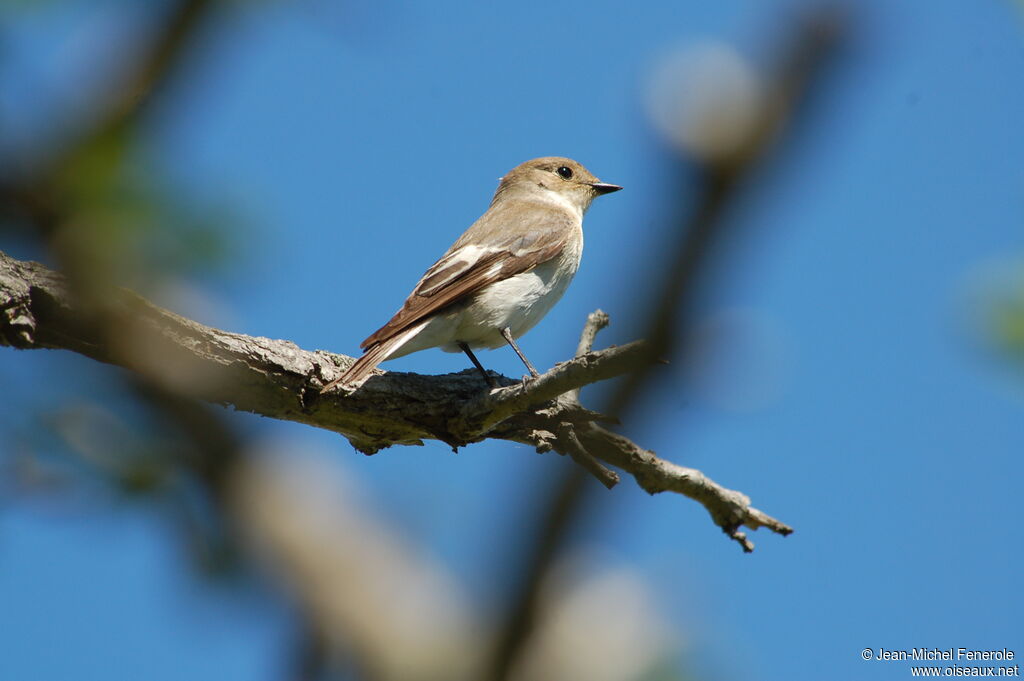 European Pied Flycatcher female adult