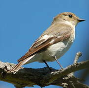 European Pied Flycatcher