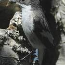 Gobemouche noir