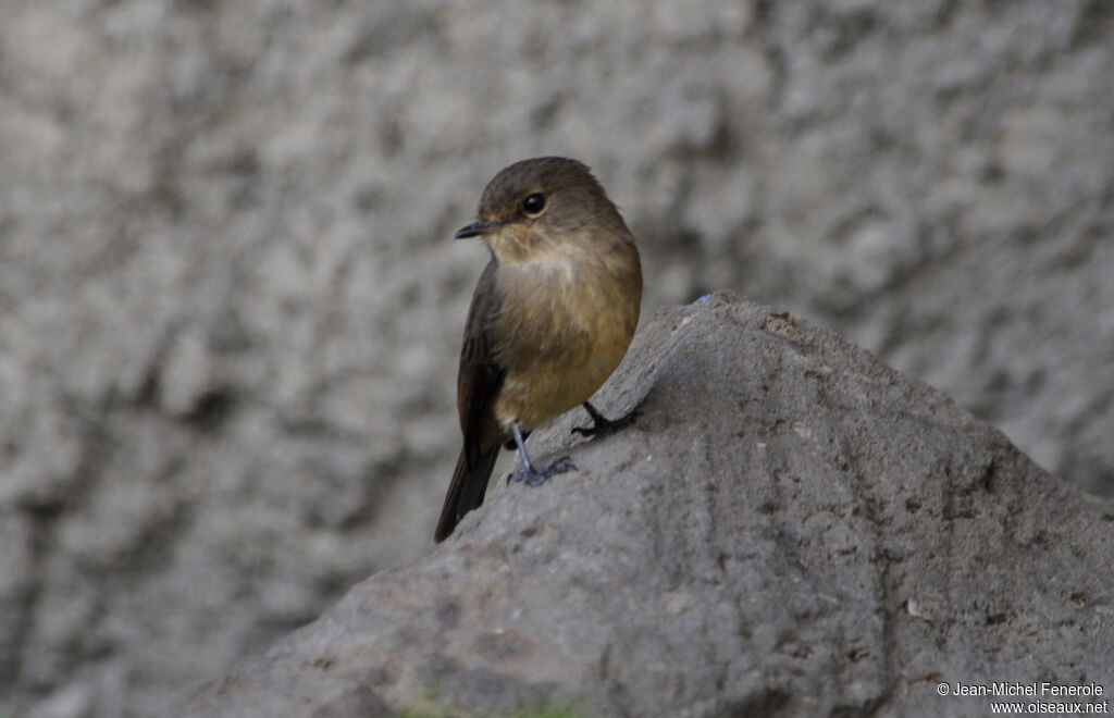 Gobemouche sombre