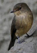 African Dusky Flycatcher