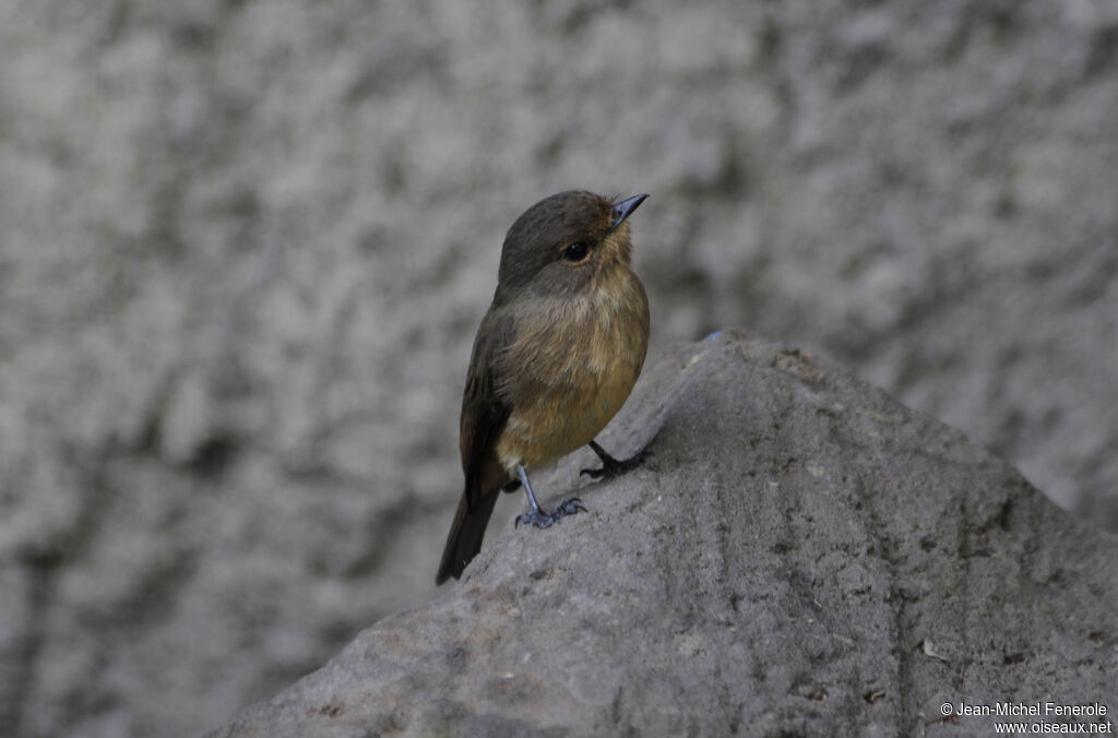 African Dusky Flycatcher