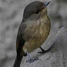 Gobemouche sombre