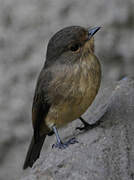 African Dusky Flycatcher