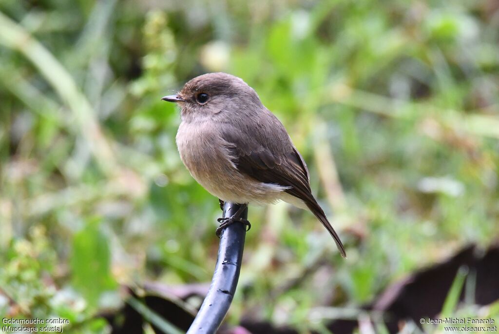 African Dusky Flycatcher